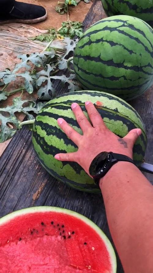 西瓜吃瓜的视频大全,欢乐瞬间，尽享清凉夏日